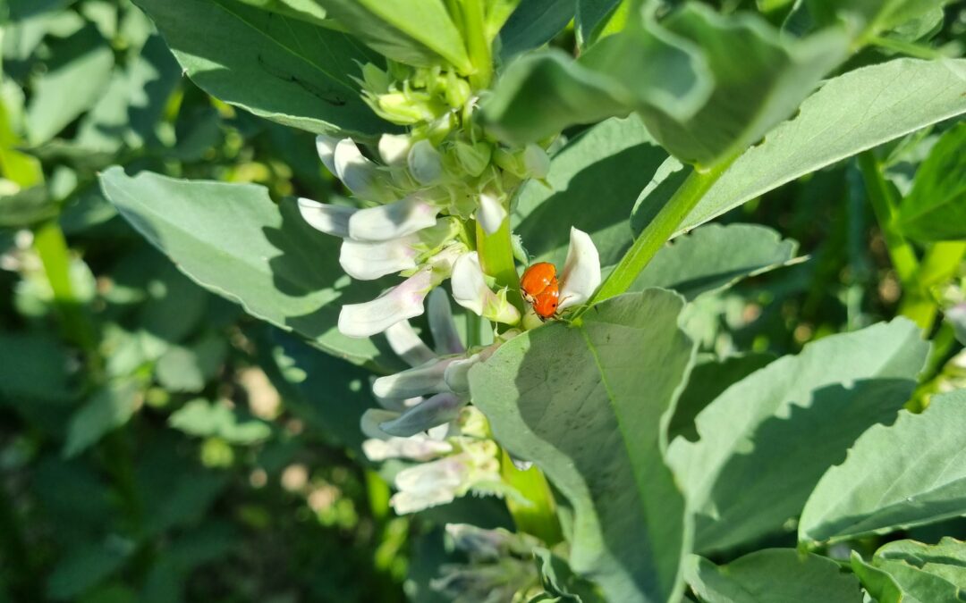 La féverole: testée et approuvée par une crèche à Vessy (GE)!